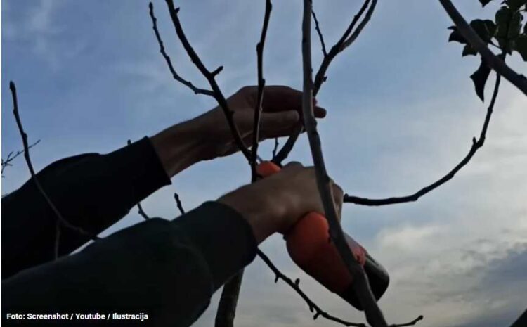 Zarada ‘skočila’ nakon pandemije: Znate li koliko zarađuju rezači voćki u BiH?