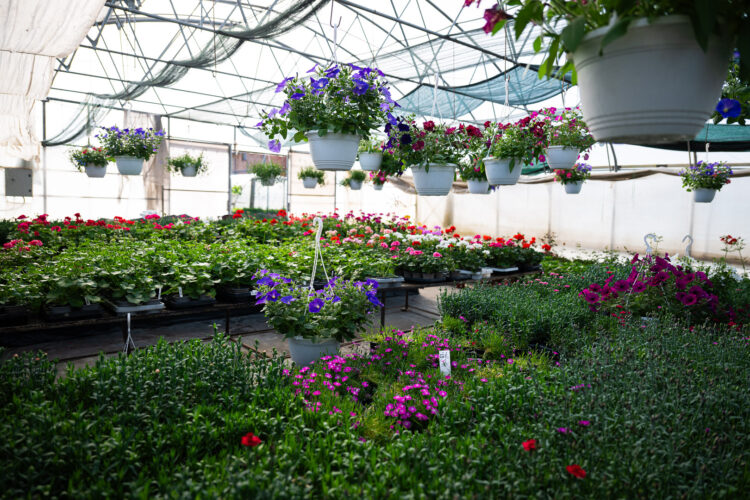 Cvjećarstvo “Nesimović” Ilijaš nudi širok proljetni asortiman cvijeća (FOTO)