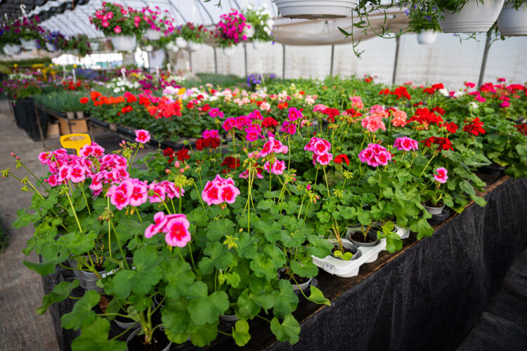 Cvjećarstvo “Nesimović” Ilijaš nudi širok proljetni asortiman cvijeća (FOTO)