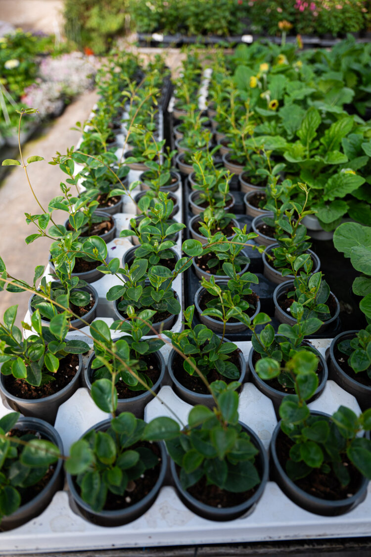 Cvjećarstvo “Nesimović” Ilijaš nudi širok proljetni asortiman cvijeća (FOTO)