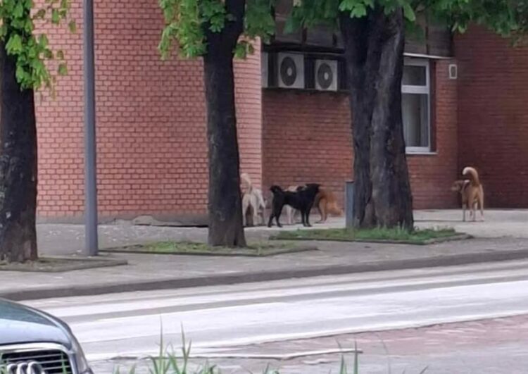 Broj pasa lutalica u Ilijašu sve veći, traži se hitno i humano rješenje