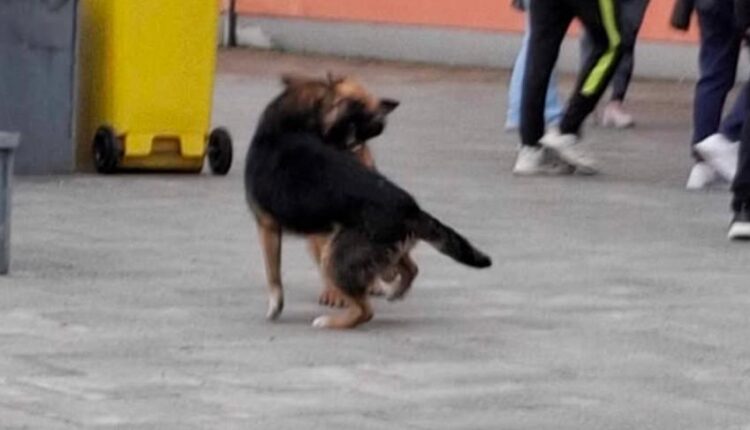 Broj pasa lutalica u Ilijašu sve veći, traži se hitno i humano rješenje