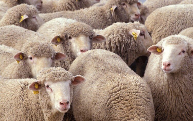 Alarmantna situacija u KS: Traži se proglašenje stanja prirodne nesreće zbog bruceloze