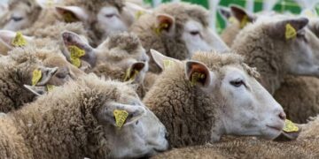 Bolest plavog jezika u regiji – BiH mora hitno pojačati DDD mjere i zaštitu stočnog fonda