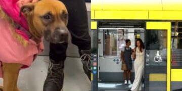 Direktor GRAS-a o incidentu: U tramvaj mogu samo psi vodiči slijepih osoba