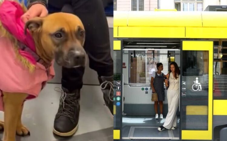 Direktor GRAS-a o incidentu: U tramvaj mogu samo psi vodiči slijepih osoba