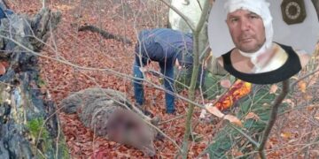 Bosanac preživio napad medvjeda: “Iznenada se bacio s visine na mene”