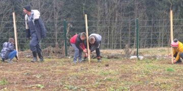 Pošumljavanje u dvorištu škole na Gajevima