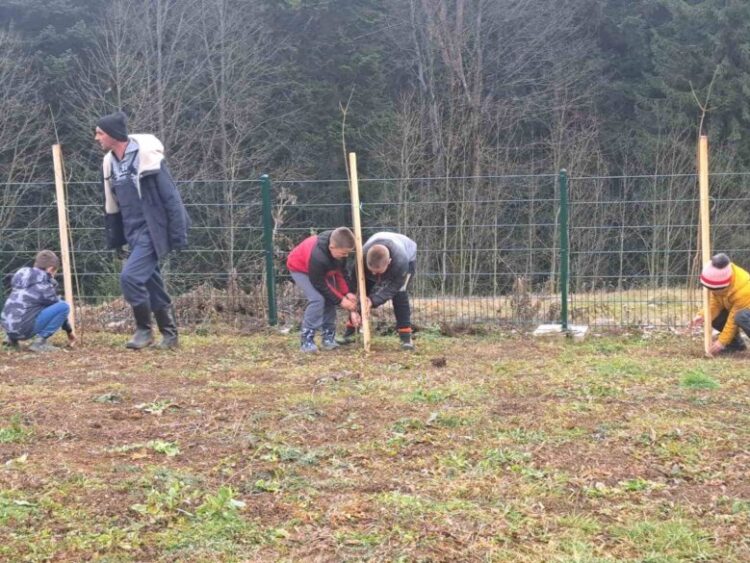 Pošumljavanje u dvorištu škole na Gajevima