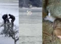 Vatrogasci i mještani spasili uplašenu srnu: Bježala od vukova pa zaglavila na zaleđenom jezeru