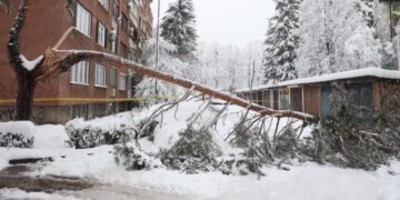 Preminula žena na koju je jutros palo stablo na Grbavici u Sarajevu