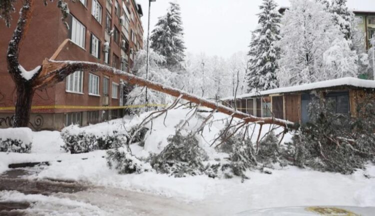 Preminula žena na koju je jutros palo stablo na Grbavici u Sarajevu