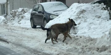 Zabrinutost građana Podlugova zbog čopora pasa