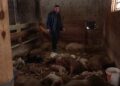 Velika šteta u Visokom: Psi lutalice usmrtili 10 ovaca i 13 janjadi