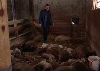Velika šteta u Visokom: Psi lutalice usmrtili 10 ovaca i 13 janjadi