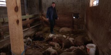 Velika šteta u Visokom: Psi lutalice usmrtili 10 ovaca i 13 janjadi