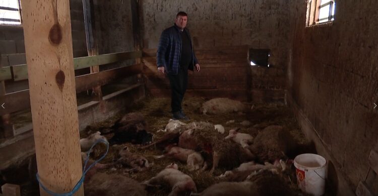 Velika šteta u Visokom: Psi lutalice usmrtili 10 ovaca i 13 janjadi