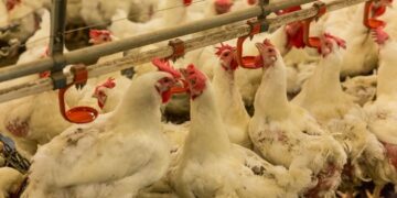 FUZIP: Poziv peradarima na primjenu obaveznih mjera zaštite