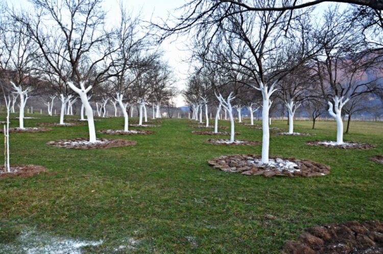 IPP “Eco Arhaz“ Sovrle objavio oglas za prijem radnika na voćnjaku