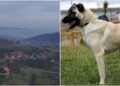 Stravično: Pas Kangal rastrgao muškarca kod Kaknja