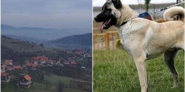 Stravično: Pas Kangal rastrgao muškarca kod Kaknja