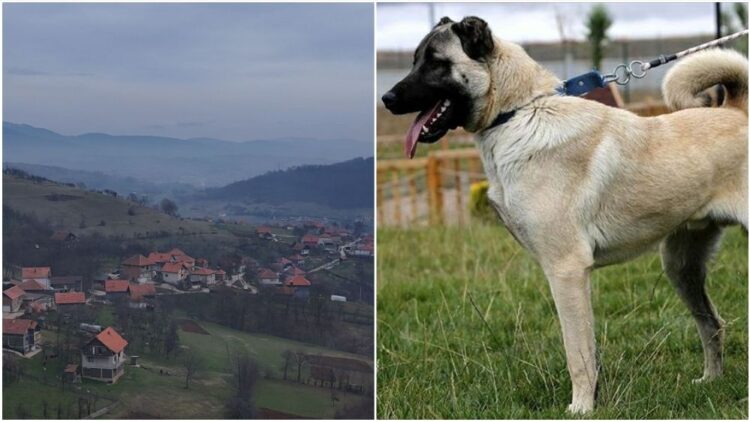 Stravično: Pas Kangal rastrgao muškarca kod Kaknja