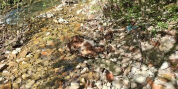 Zabrinuti građani iz Misoče upozoravaju: Životinjski otpad u koritu rijeke