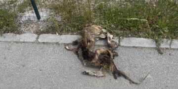 Uznemirujuće: Ostaci životinje pronađeni u blizini ograđenog prostora vrtića u Ilijašu