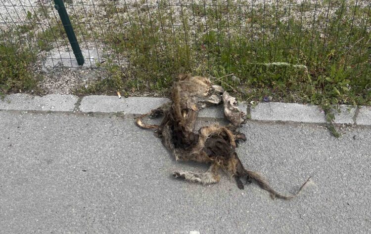 Uznemirujuće: Ostaci životinje pronađeni u blizini ograđenog prostora vrtića u Ilijašu