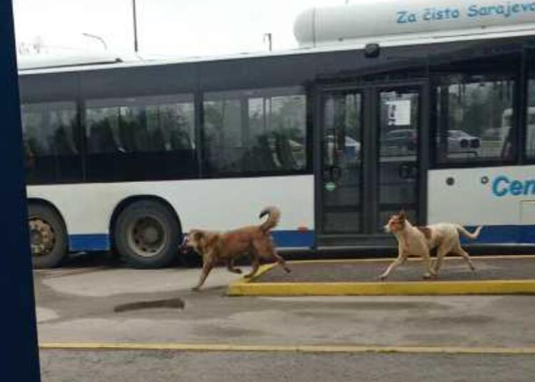 Građani zabrinuti: Psi lutalice kod autobuske stanice u Ilijašu izazivaju strah