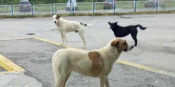 Građani zabrinuti: Psi lutalice kod autobuske stanice u Ilijašu izazivaju strah