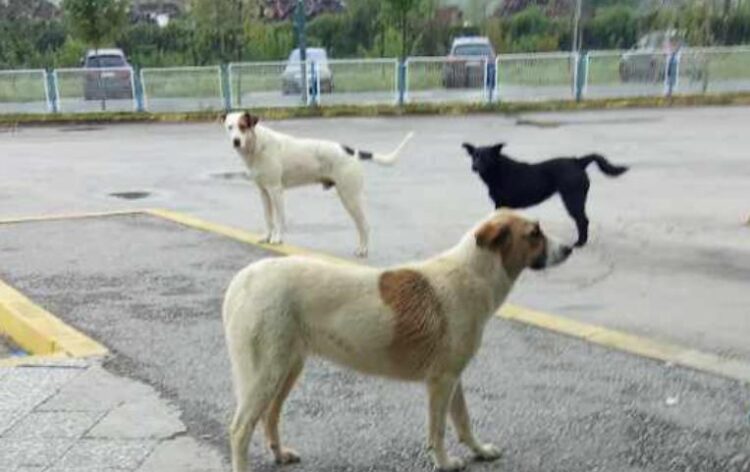 Građani zabrinuti: Psi lutalice kod autobuske stanice u Ilijašu izazivaju strah
