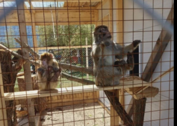 Majmuni nova atrakcija u ZOO-u Bambi: Ljubav prema životinjama i pješke preko makadama