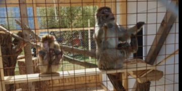 Majmuni nova atrakcija u ZOO-u Bambi: Ljubav prema životinjama i pješke preko makadama