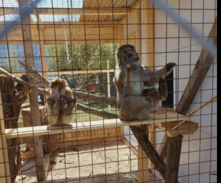 Majmuni nova atrakcija u ZOO-u Bambi: Ljubav prema životinjama i pješke preko makadama