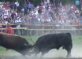 I ove godine bez Čevljanske koride, najbolji bikovi iz BiH bore se 8. augusta u Olovskim Lukama