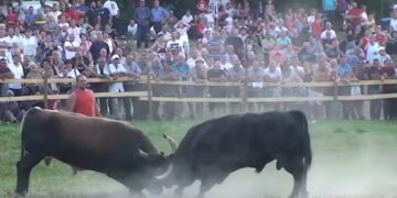 I ove godine bez Čevljanske koride, najbolji bikovi iz BiH bore se 8. augusta u Olovskim Lukama