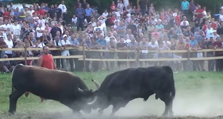 I ove godine bez Čevljanske koride, najbolji bikovi iz BiH bore se 8. augusta u Olovskim Lukama